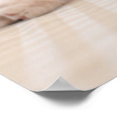 Poster Chat Shorthair (Coin)