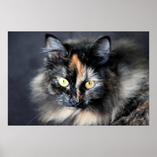 Poster Chat sibérien (Devant)