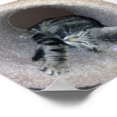 Poster Chat Sleepy Kitty par Shirley Taylor (Coin)