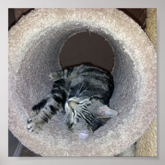 Poster Chat Sleepy Kitty par Shirley Taylor (Devant)