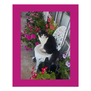 Poster Chat smoking marron foncé rose foncé chats et fleu