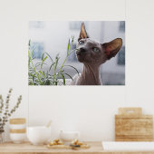 Poster Chat Sphinx sans cheveux (Cuisine)