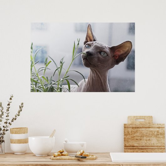 Poster Chat Sphinx sans cheveux (Cuisine)