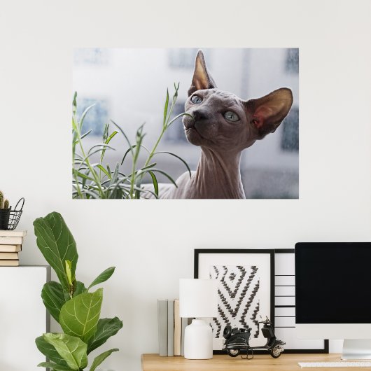 Poster Chat Sphinx sans cheveux (Bureau à domicile)