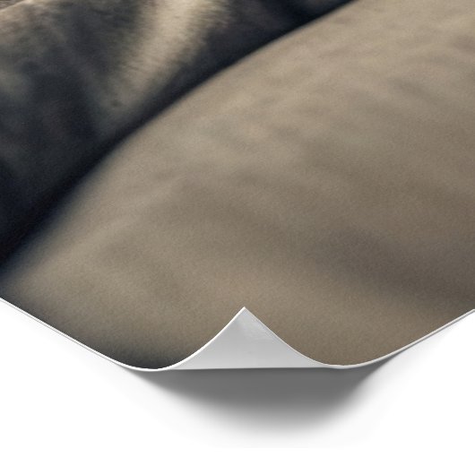 Poster Chat Sphynx (Coin)