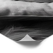 Poster Chat Sphynx sans cheveux (Coin)