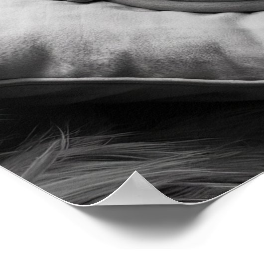 Poster Chat Sphynx sans cheveux (Coin)