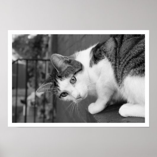 Poster Chat sur la haie à observer les oiseaux (Devant)