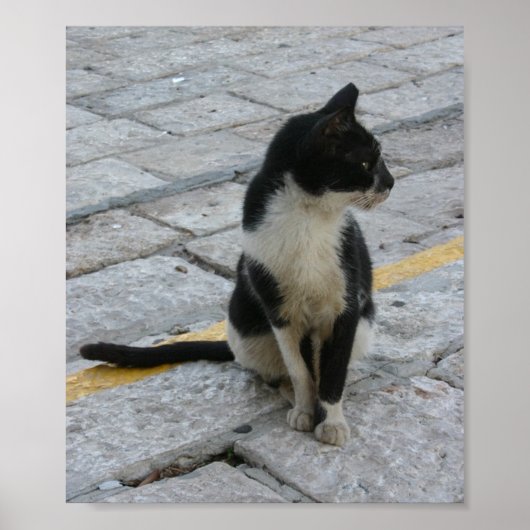 Poster chat sur le trottoir (Devant)