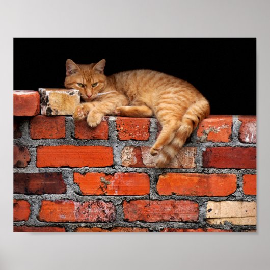 Poster Chat sur mur de brique (Devant)