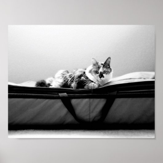 Poster Chat sur sac (Devant)