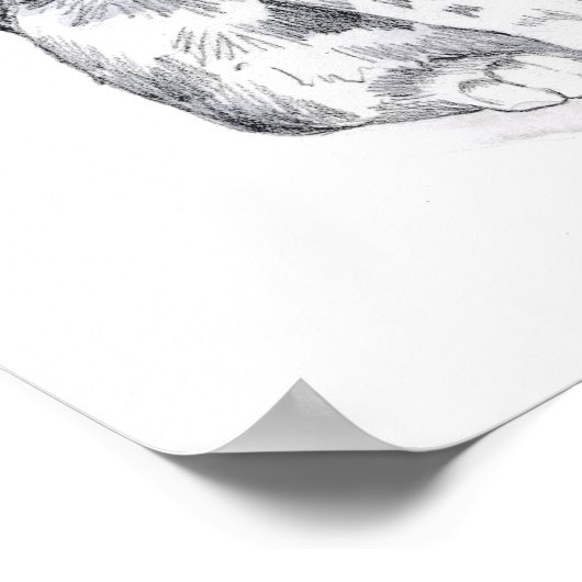 Poster Chat Tabby Fancy (Coin)