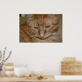 Poster Chat Tabby Orange (Cuisine)