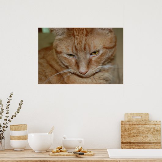 Poster Chat Tabby Orange (Cuisine)
