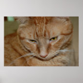 Poster Chat Tabby Orange (Devant)