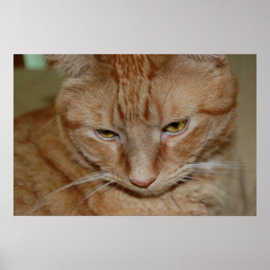 Poster Chat Tabby Orange (Devant)