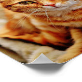 Poster Chat Tabby Orange (Coin)
