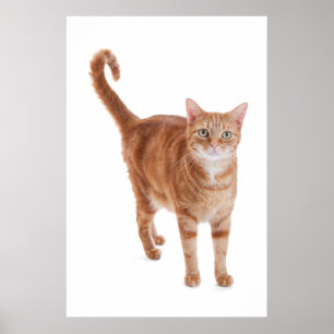 Poster Chat Tabby Orange
