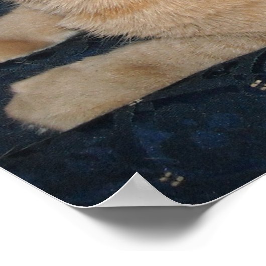 Poster Chat Tabby Orange (Coin)