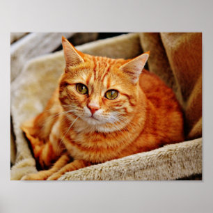 Poster Chat tigré orange