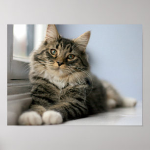 Poster Chat tigré près d'une fenêtre