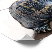 POSTER CHAT, TORTUE ET BASKETBALL (Coin)