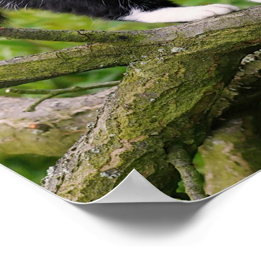 Poster Chat tuxedo mignon sur une branche d'arbre avec de (Coin)