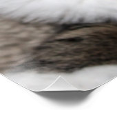 Poster Chat Vous regarder / Animal Tabby Chat Photo Face (Coin)