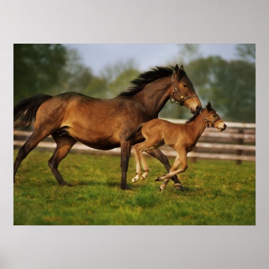 Poster Châtaigne de Thoroughbred Mare & Foie (Devant)