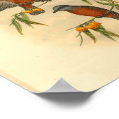 Poster Châtaigner rouge Gravure Vintage Imprimer (Coin)