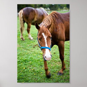 Poster Châtaignier humide