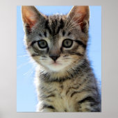 Poster chaton (Devant)