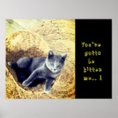 Poster Chaton (Devant)