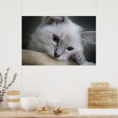 Poster chaton (Cuisine)