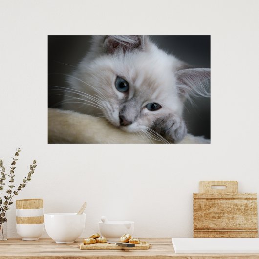 Poster chaton (Cuisine)