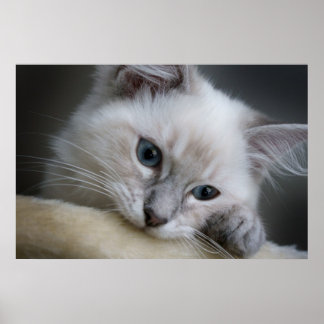 Poster chaton