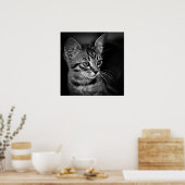 Poster chaton-405331 chaton blanc noir chaton blanc c (Cuisine)