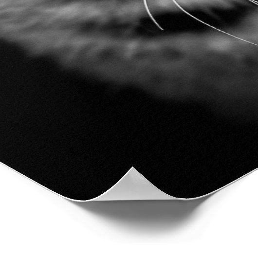 Poster chaton-405331 chaton blanc noir chaton blanc c (Coin)