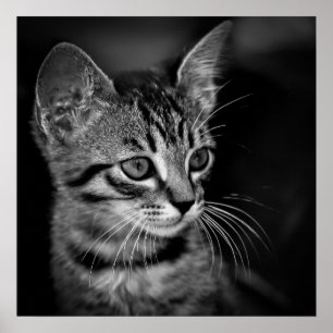 Poster chaton-405331 chaton blanc noir chaton blanc c