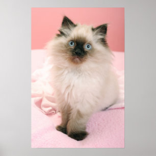 poster chaton à poupée