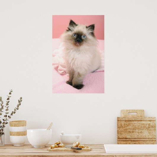 poster chaton à poupée (Cuisine)