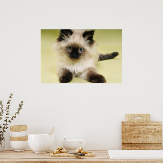 poster chaton à poupée (Cuisine)
