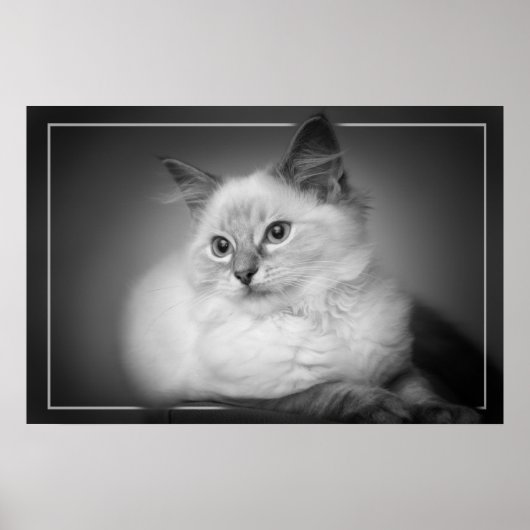 poster chaton à poupée (Devant)