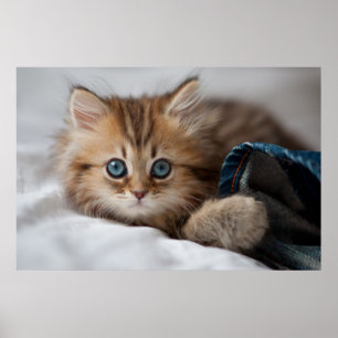 Poster Chaton avec des yeux bleus