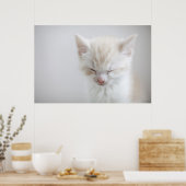 Poster Chaton blanc dormant (Cuisine)