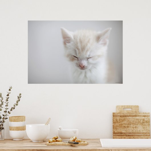 Poster Chaton blanc dormant (Cuisine)