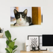 Poster Chaton Blanc Et Noir Sucré (Bureau à domicile)