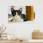 Poster Chaton Blanc Et Noir Sucré (Cuisine)