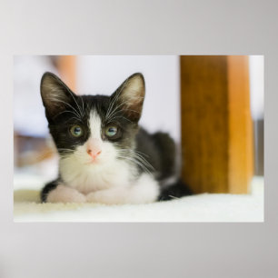 Poster Chaton Blanc Et Noir Sucré