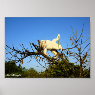 Poster Chaton blanc maladroit dans un amandier
